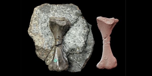 Saurodersmus robertsoni NHMUK PV OR 28877: Right femur depicted both in situ within the rock matrix (left) and after extraction (right).